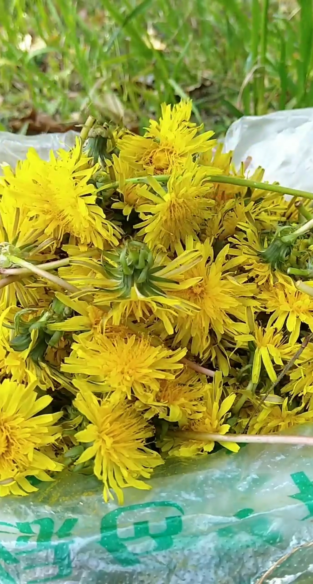 美食记蒲公英花你知道怎么吃吗