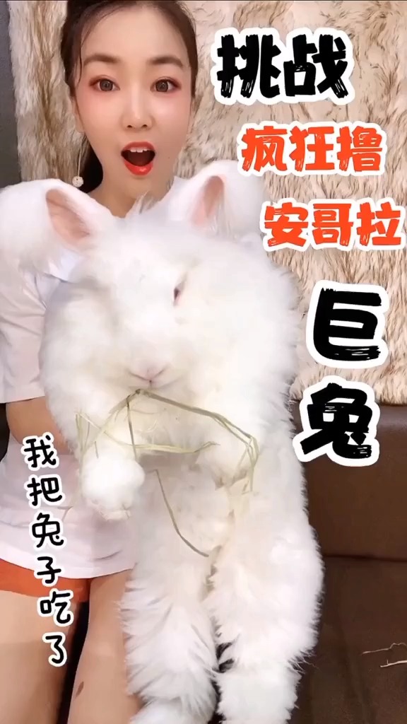 安哥拉兔,怕是我见过超大的兔子了