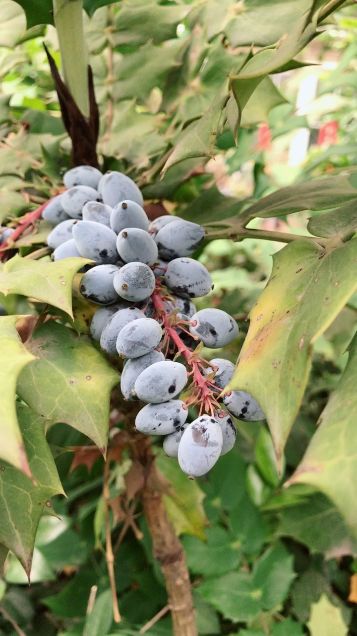 还好没尝,这是灌木十大功劳的果实,有毒