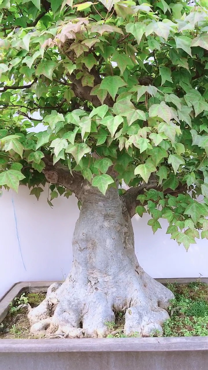 分享一颗几十年的老桩三角枫