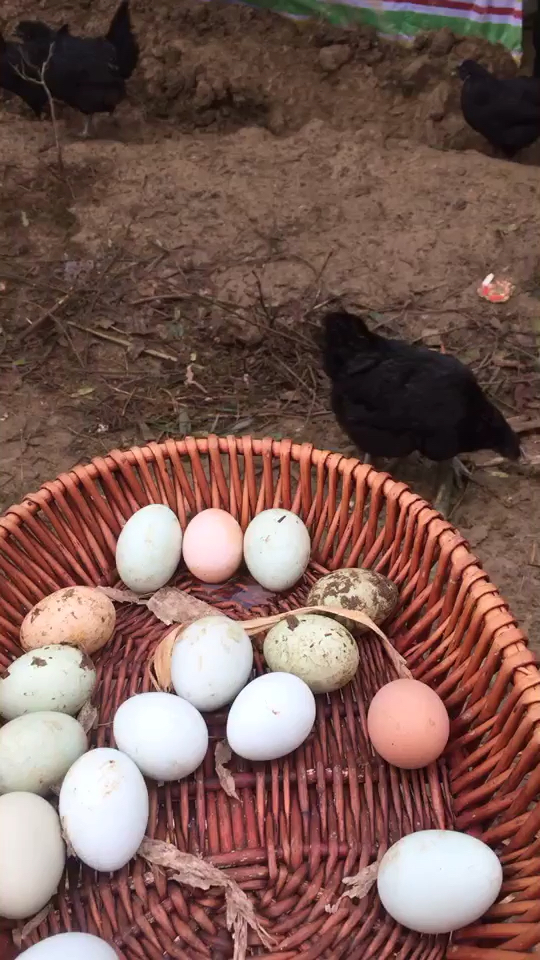 自己散养的鸡下蛋了!