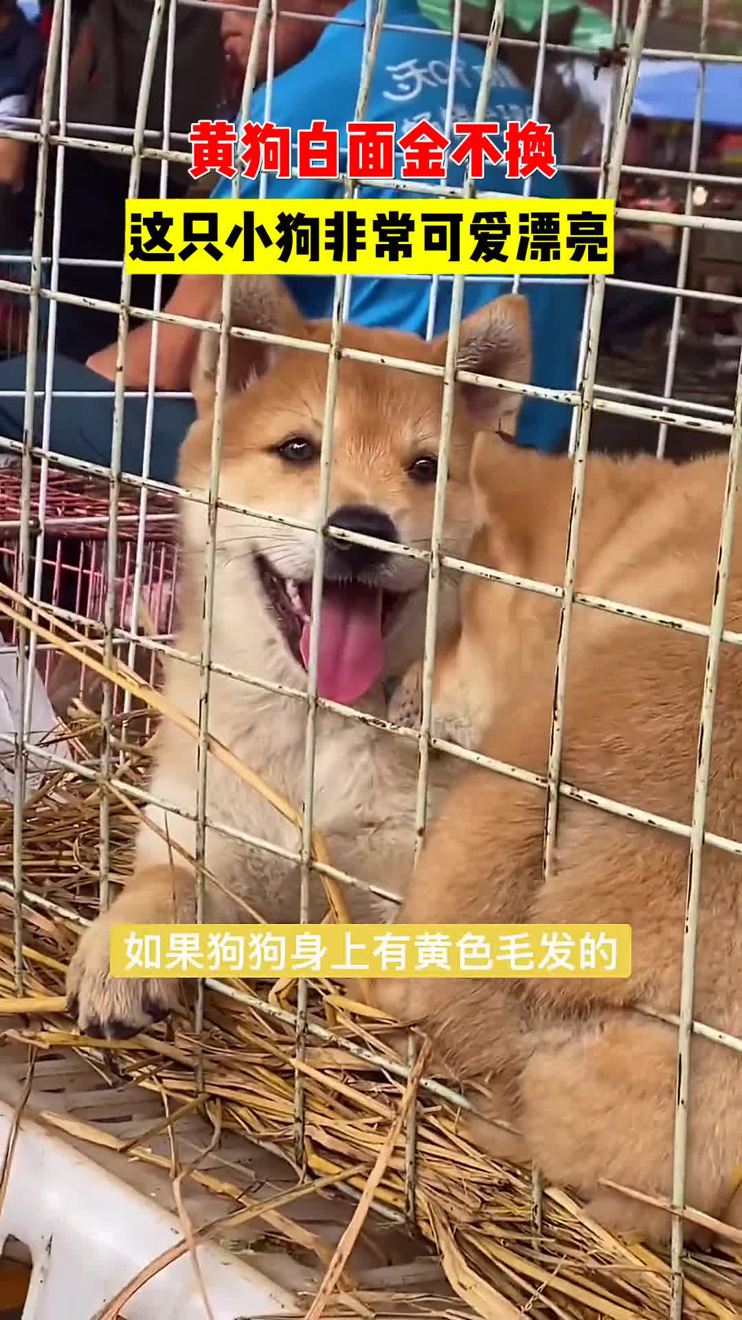 黄狗白面金不换这只小狗非常可爱漂亮