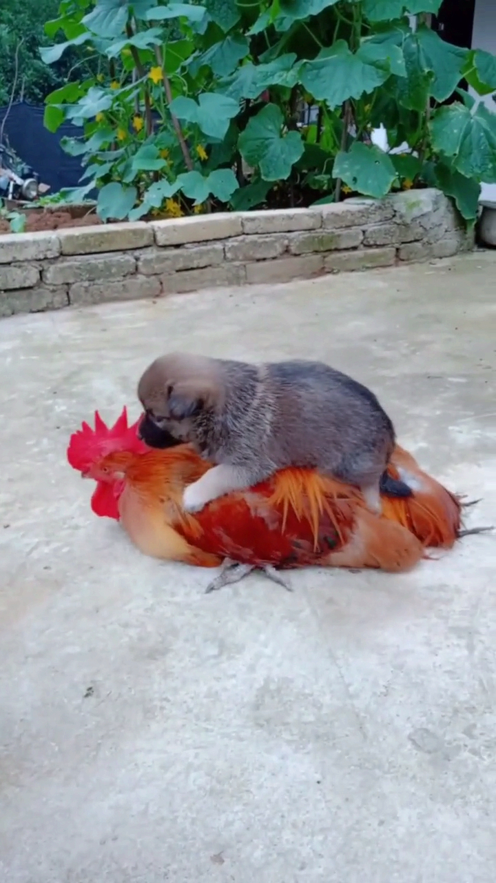 鸡说:赶快登鸡,马上要起飞了.