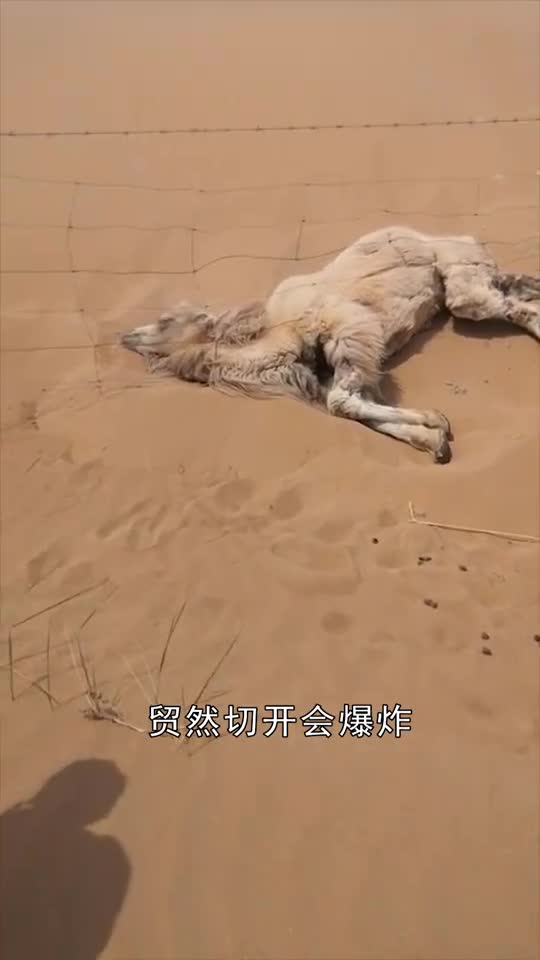 沙漠中渴死的骆驼,为什么不能碰?没想到后果这么严重