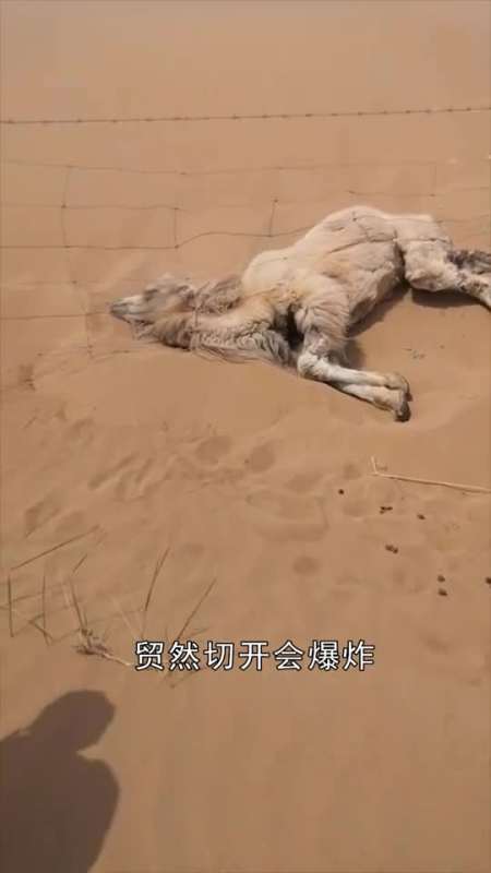 沙漠中渴死的骆驼,为什么不能碰?没想到后果这么严重