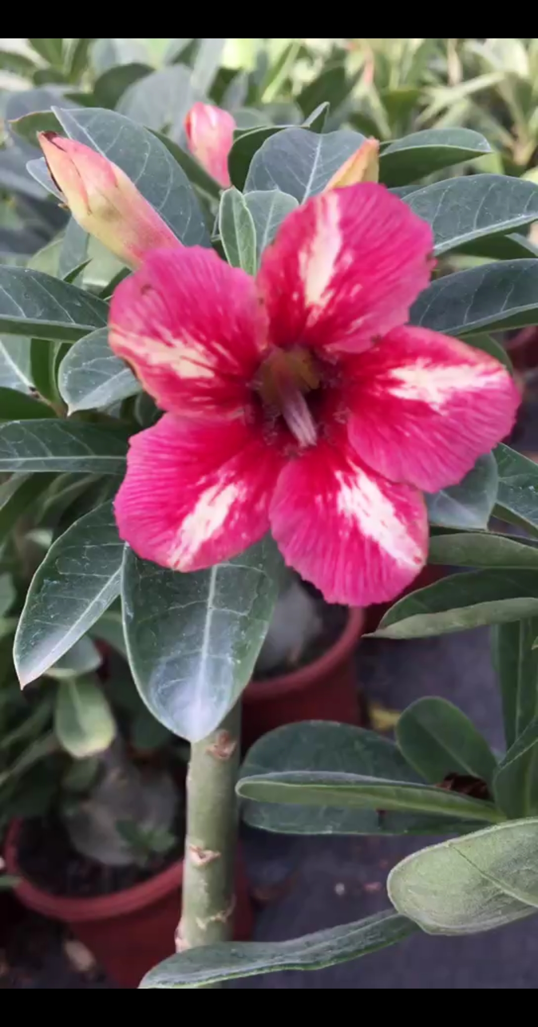 单瓣 新花色 棒棒糖,漂亮#沙漠玫瑰#绿植#花卉#赏花#养花