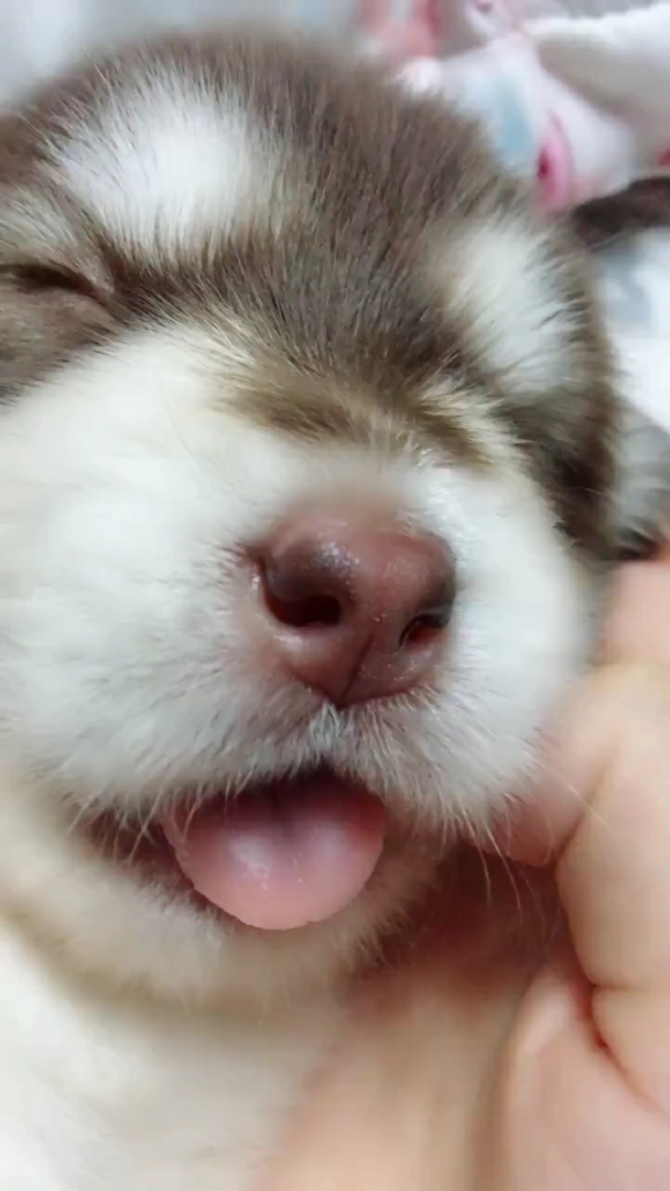 睡觉张着嘴巴,好萌