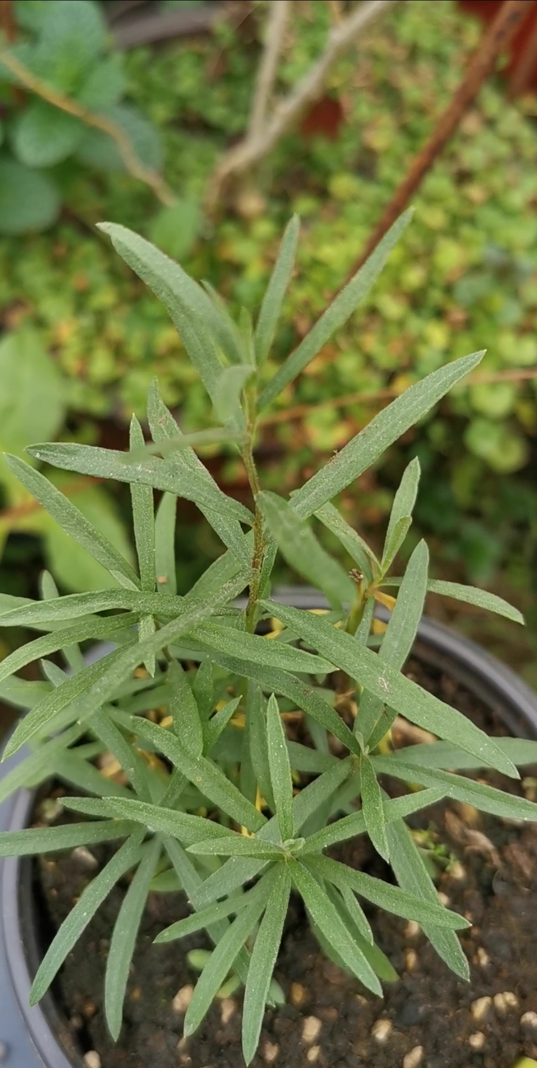 香草#食用香草法国龙蒿,外观与俄罗斯龙蒿很像,但味道更浓烈,叶子也