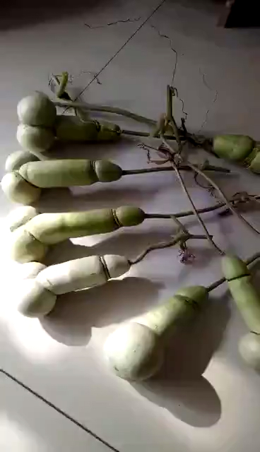 神奇的农民大叔种出神奇的阳根葫芦.