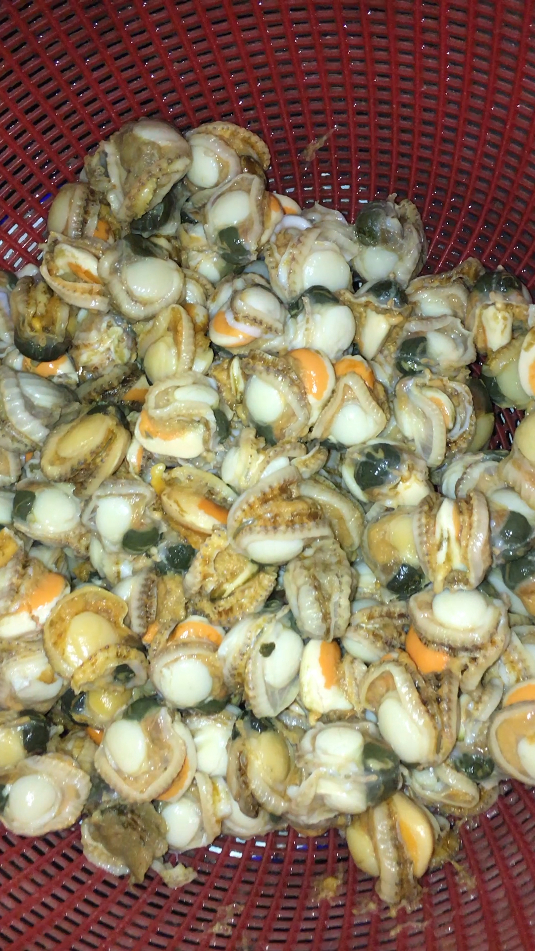 珍珠螺可以吃出珍珠哦