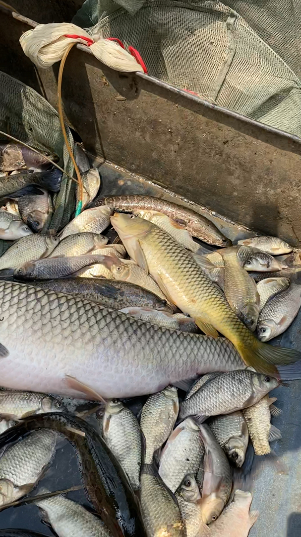 户外抓鱼#小船配大网抓大鱼绝配