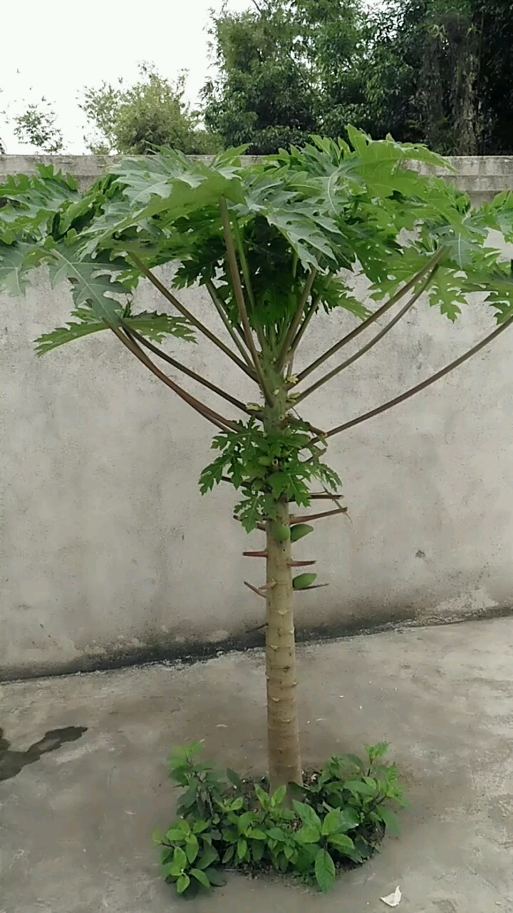 木瓜树开花结果了