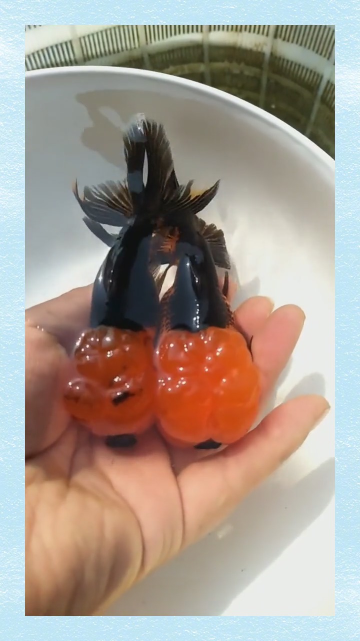 包金红头国狮金鱼,见过吗