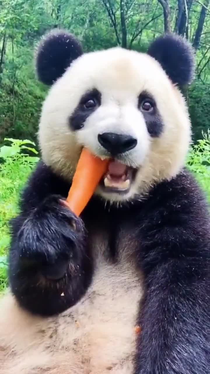 熊猫吃个胡萝卜补充下维生素