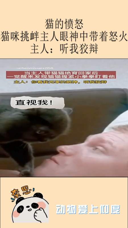 搞笑萌宠猫的愤怒猫咪挑衅主人眼神中带着怒火主人听我狡辩