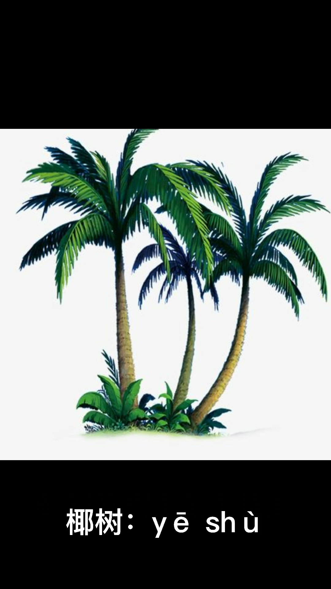 椰树的拼音怎么读