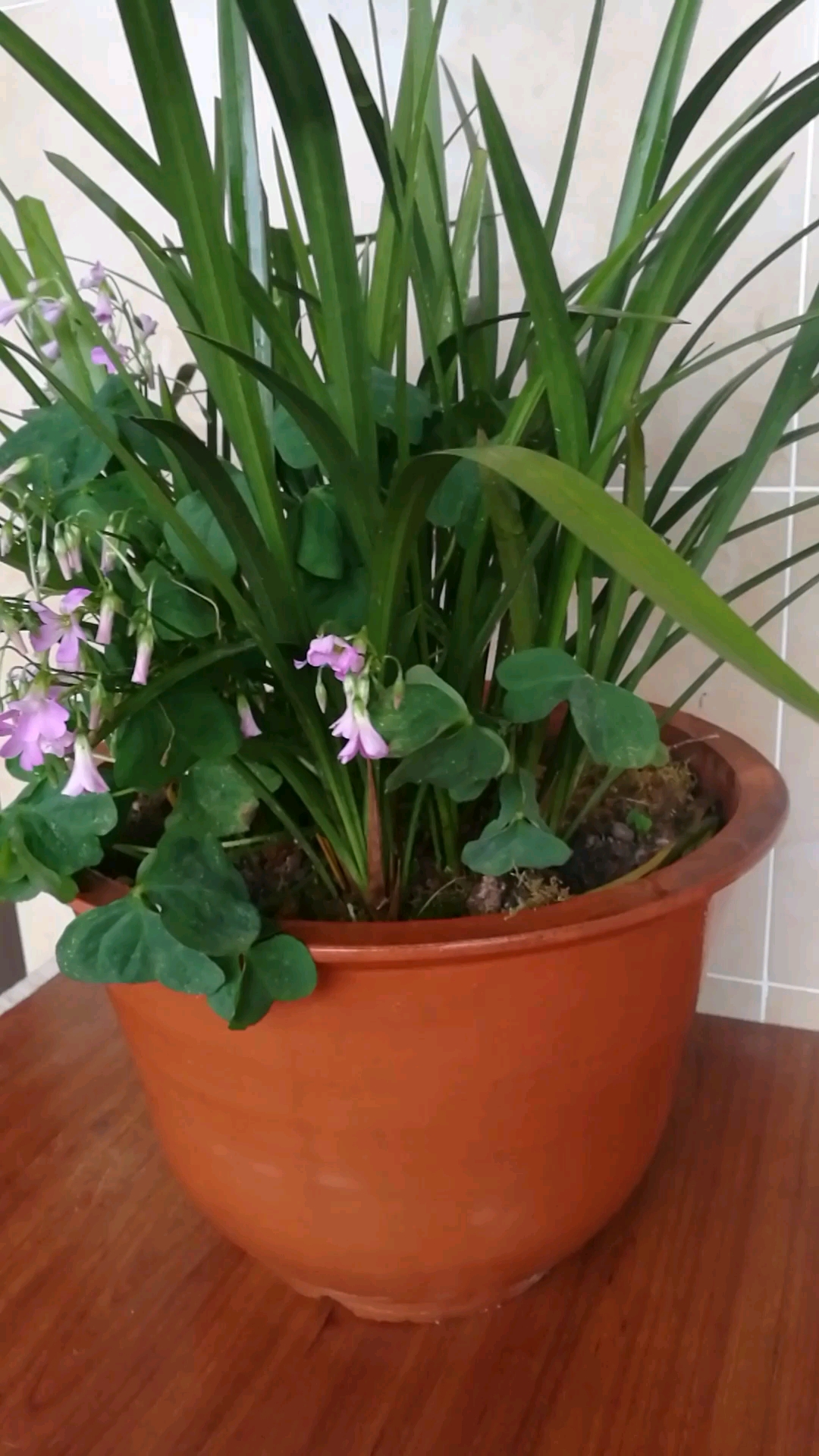 兰花盆里的三叶草花