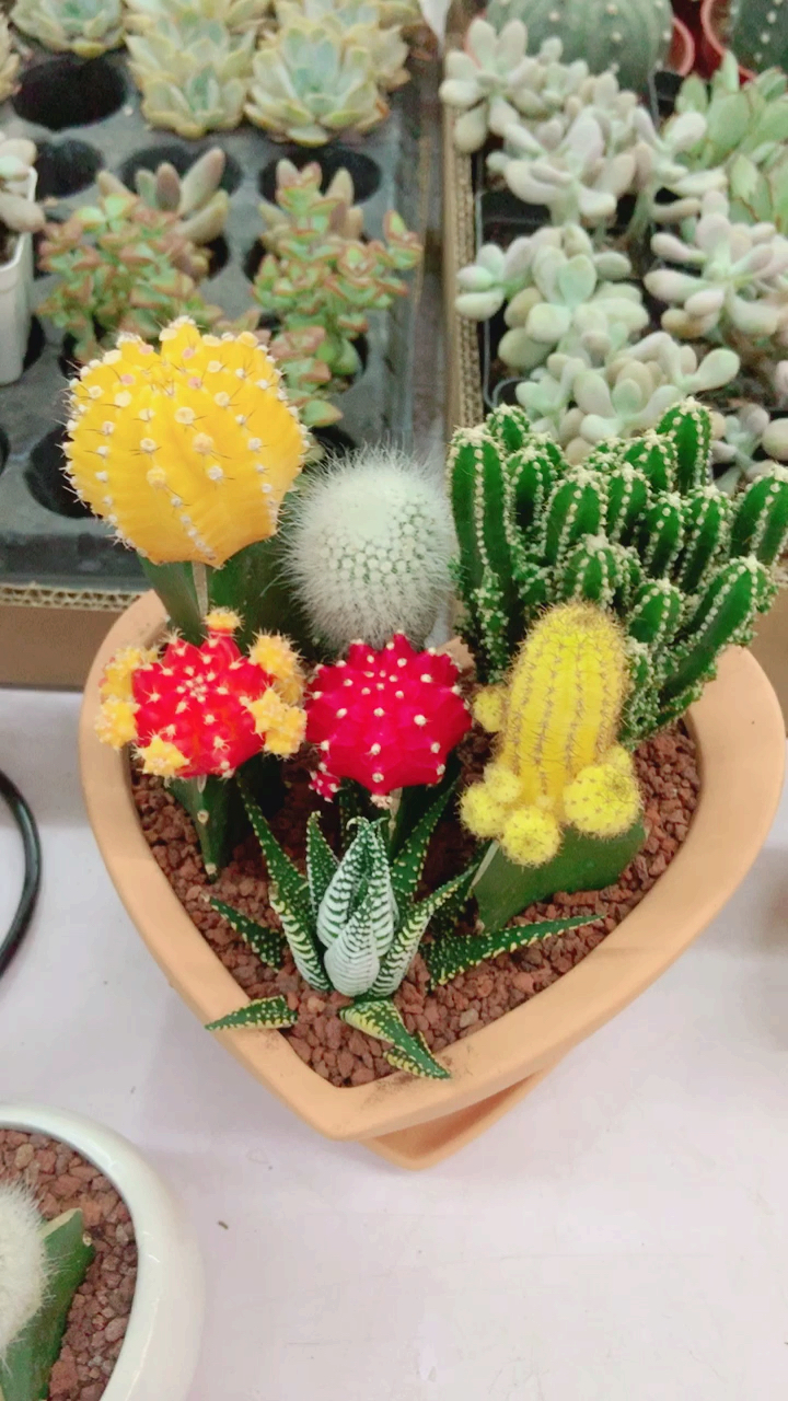 史上最热夏天#牡丹球盆景