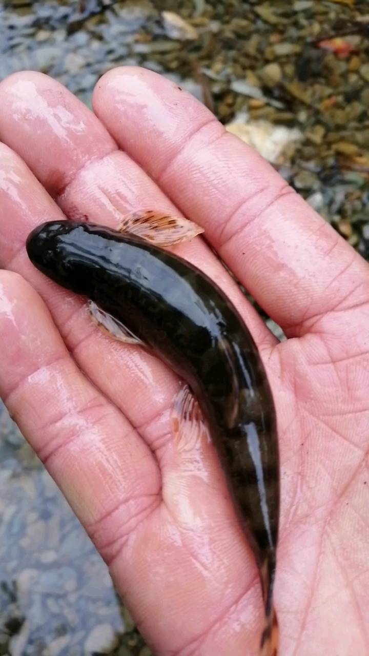 抓到一条爬岩鱼