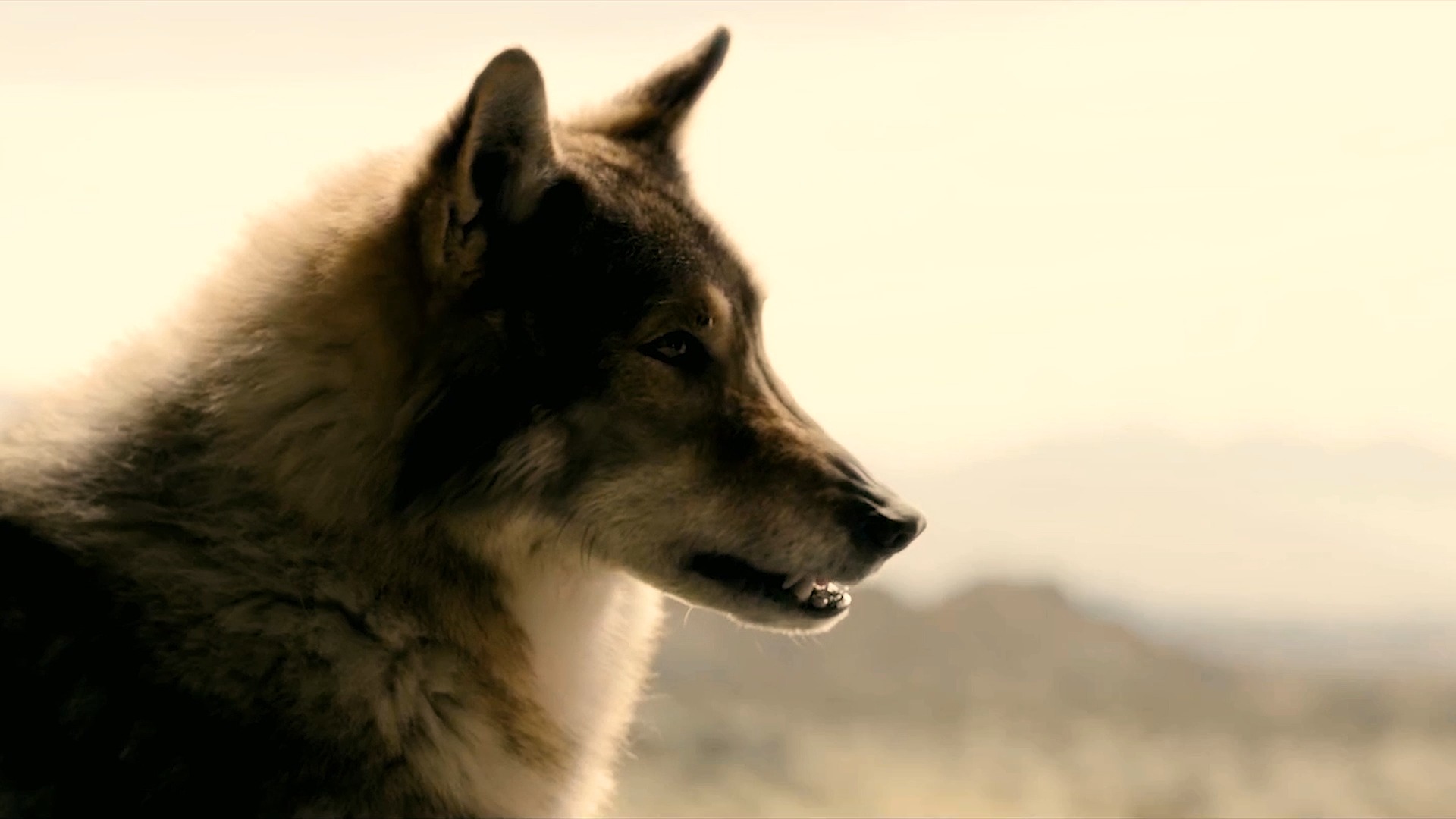 阿尔法狼伴归途#小伙救狼一命,没想到狼以命报恩.