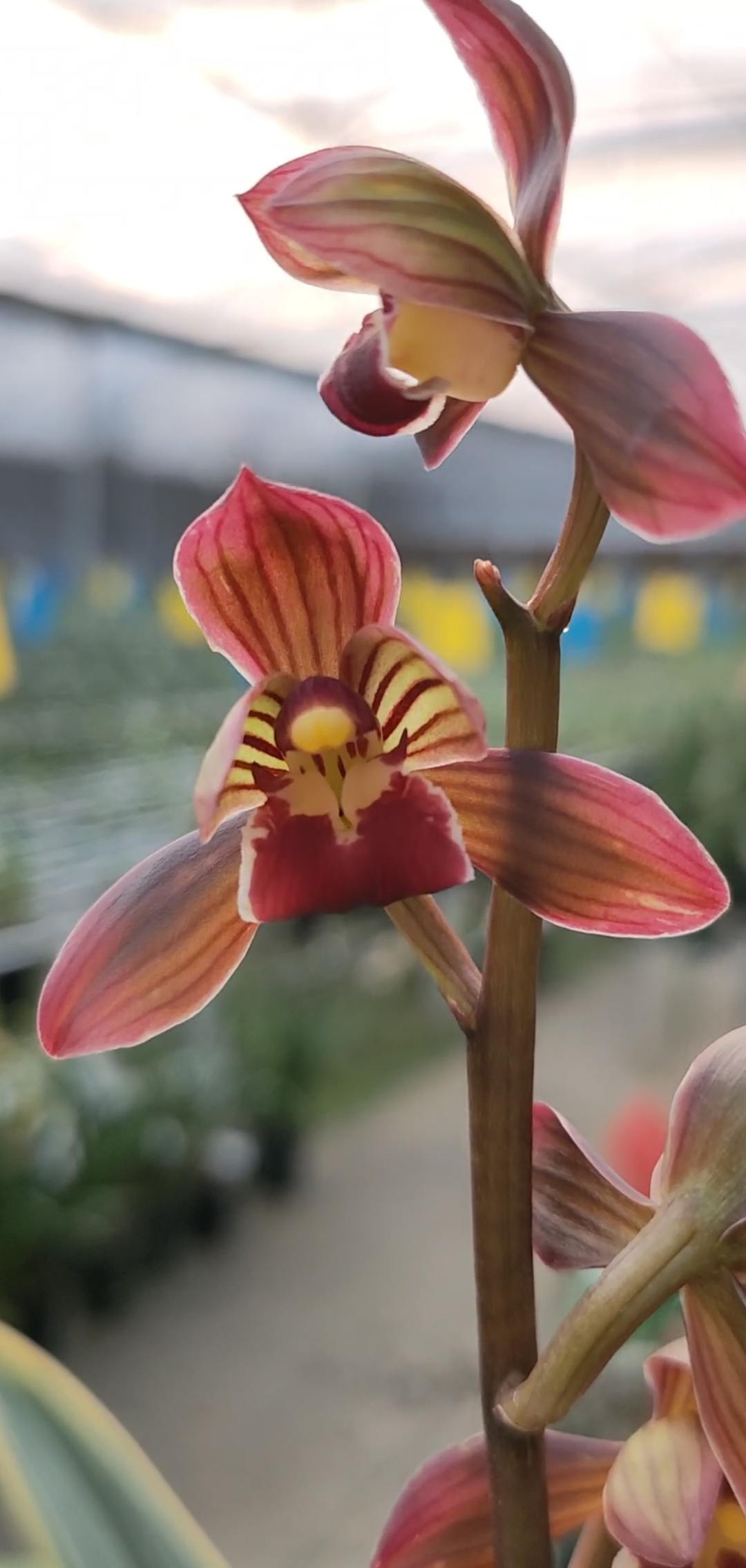 原生种东方红神荷墨兰红荷上盆效果