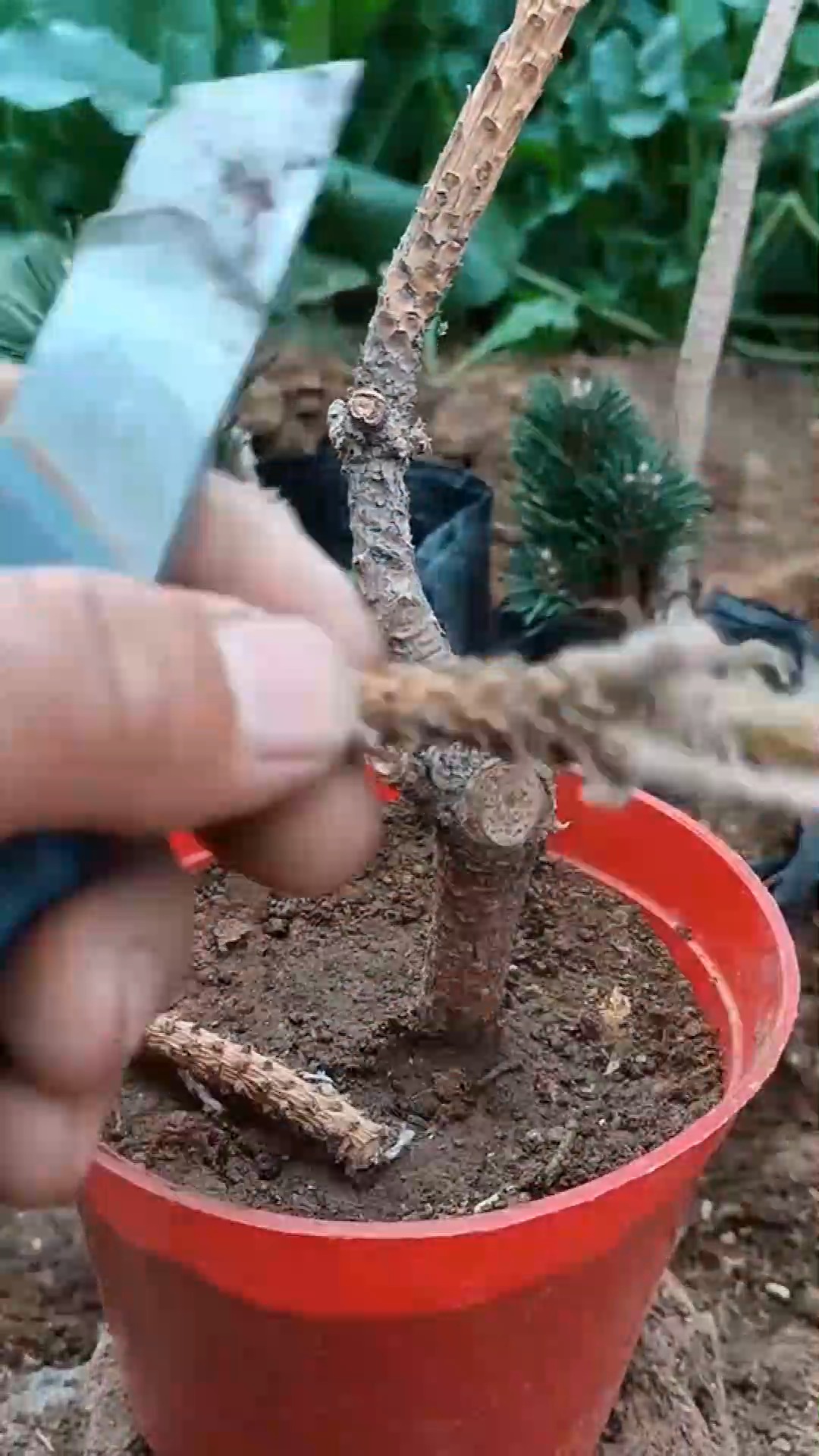 嫁接技术#嫁接松树千寿玩技术,成活率百分之百,一般人不会