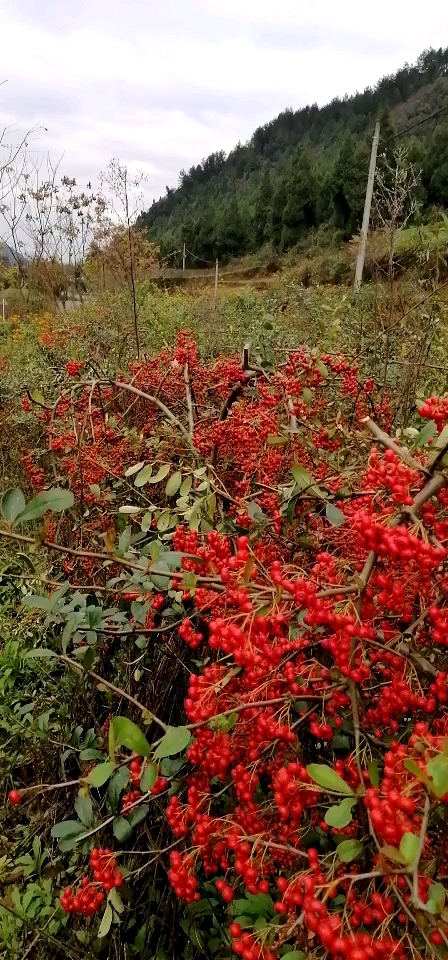 红刺藤花果图片