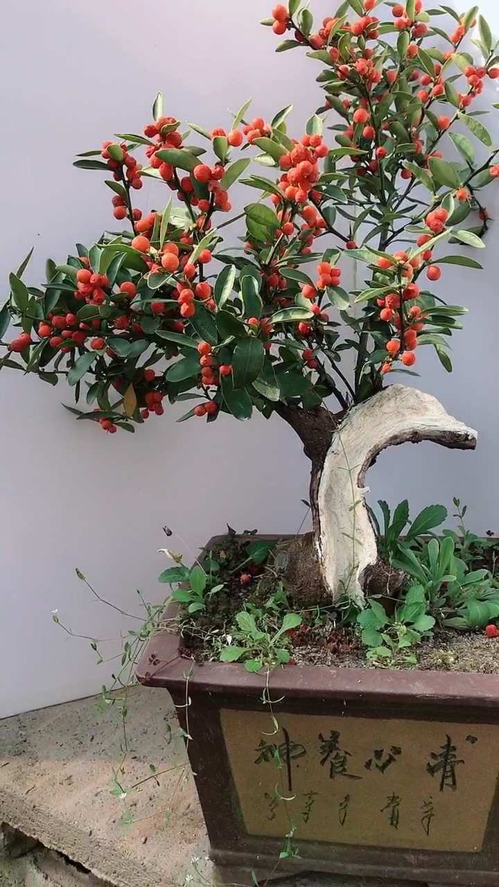 金豆子盆景一年四季可以挂果的植物仅此一颗-度小视