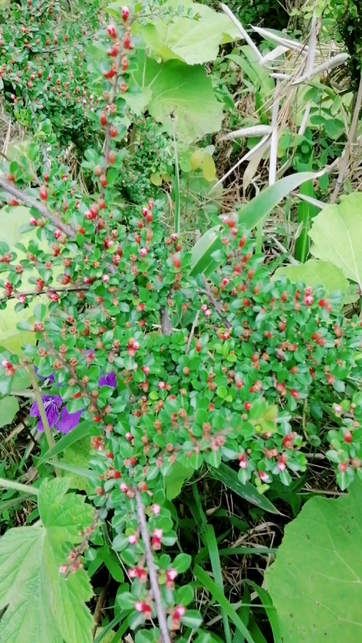 野生荀子