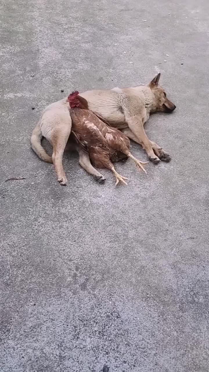 狗狗可以给鸡做枕头,它们天天在一起,彼此之间相互信任!