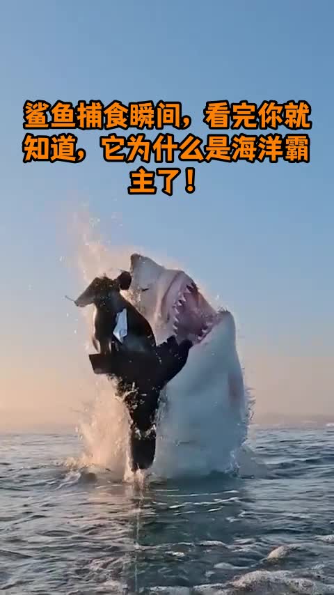 鲨鱼捕食瞬间,看完你就知道,它为什么是海洋霸主了!