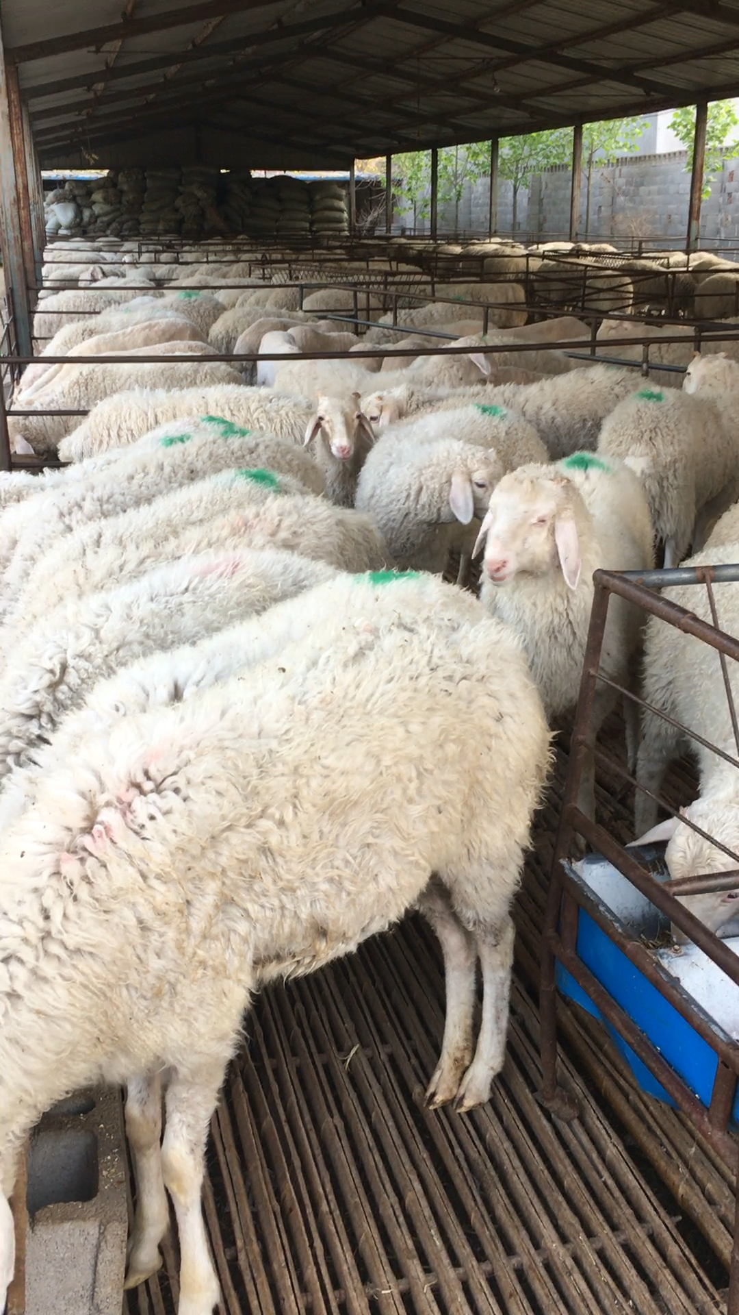 高腿大耳纯种小尾寒羊头胎怀孕母羊