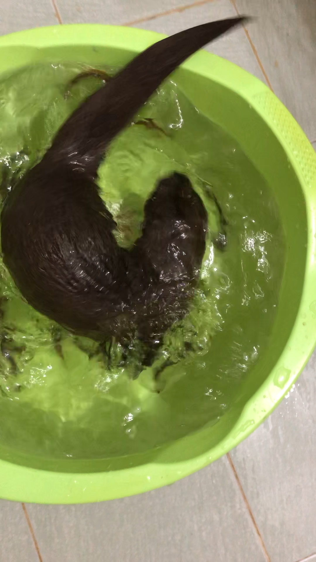 爱游泳的水耗子