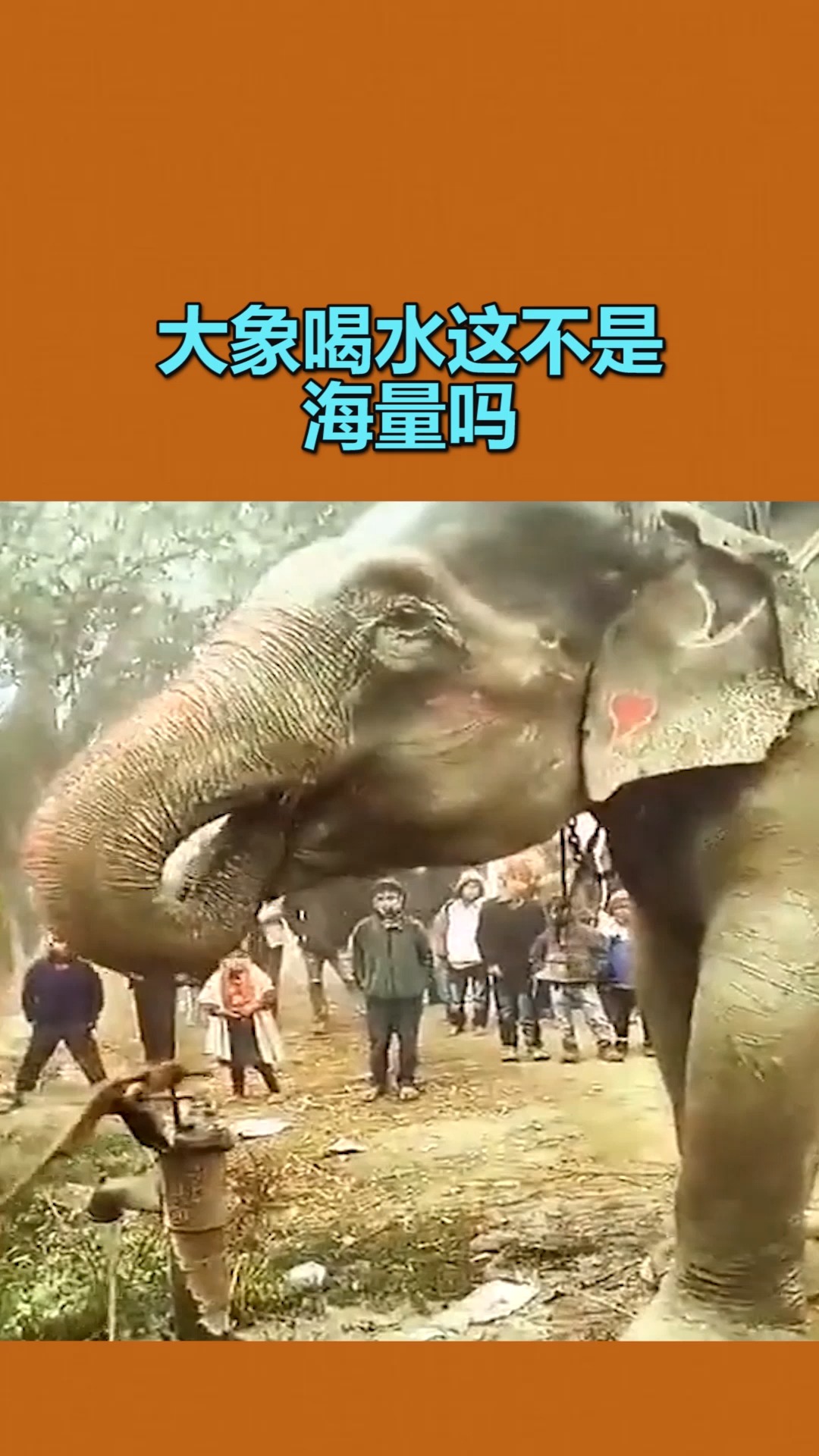 我要上热门大象喝水这不是海量吗