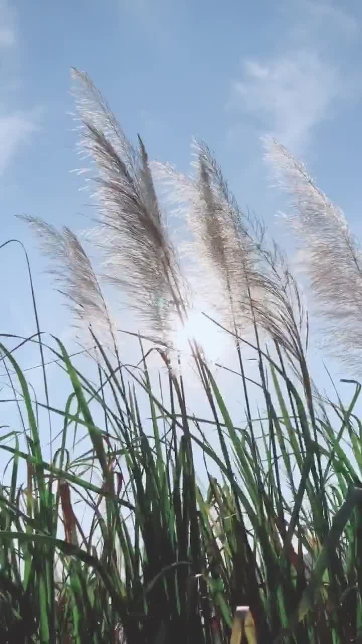 长亭外,古道边,芳草碧连天,晚风拂柳笛声残,夕阳山外山.
