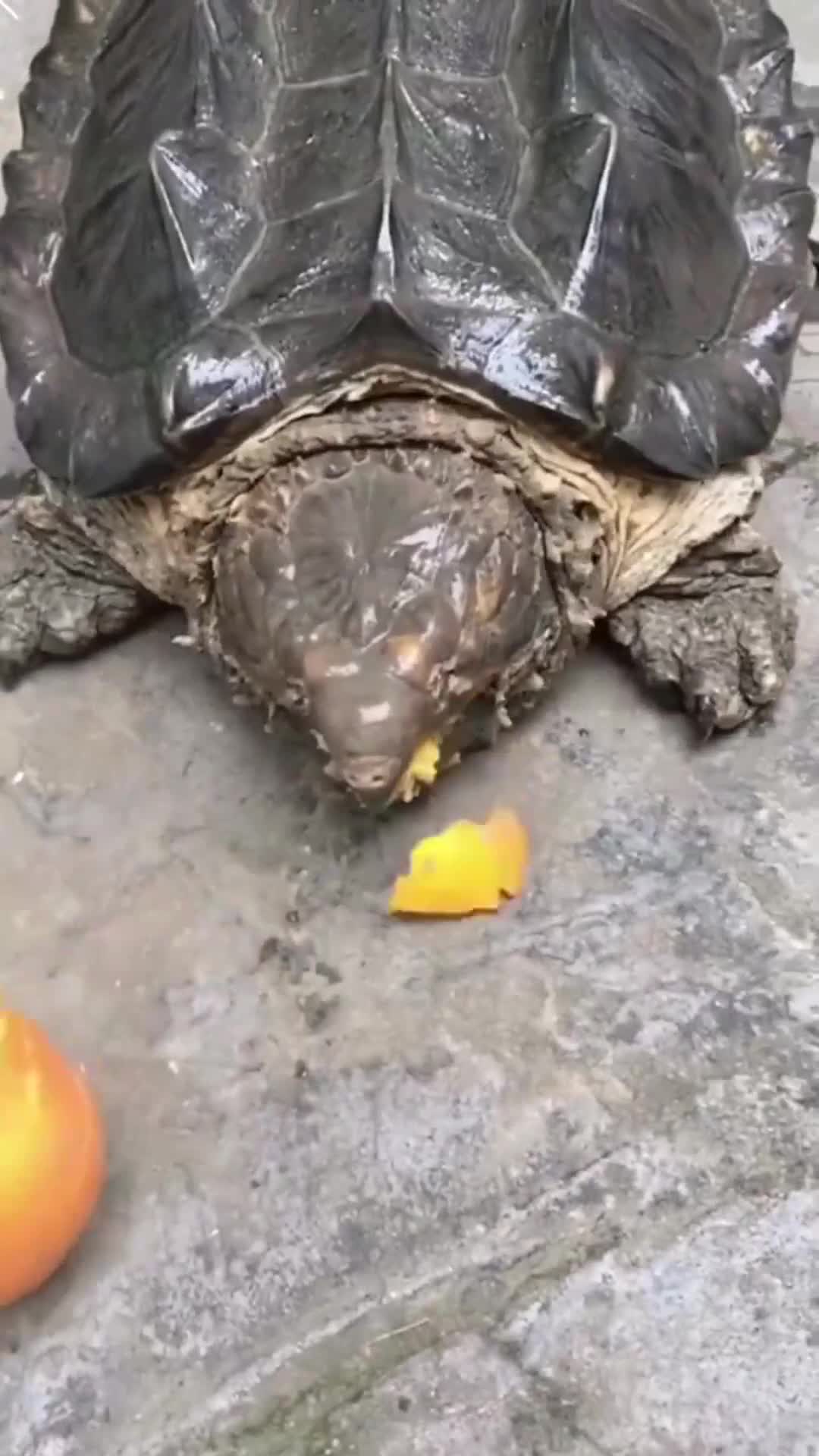 这大鳄龟的咬合力太惊人了,网友咬到手指头就完了