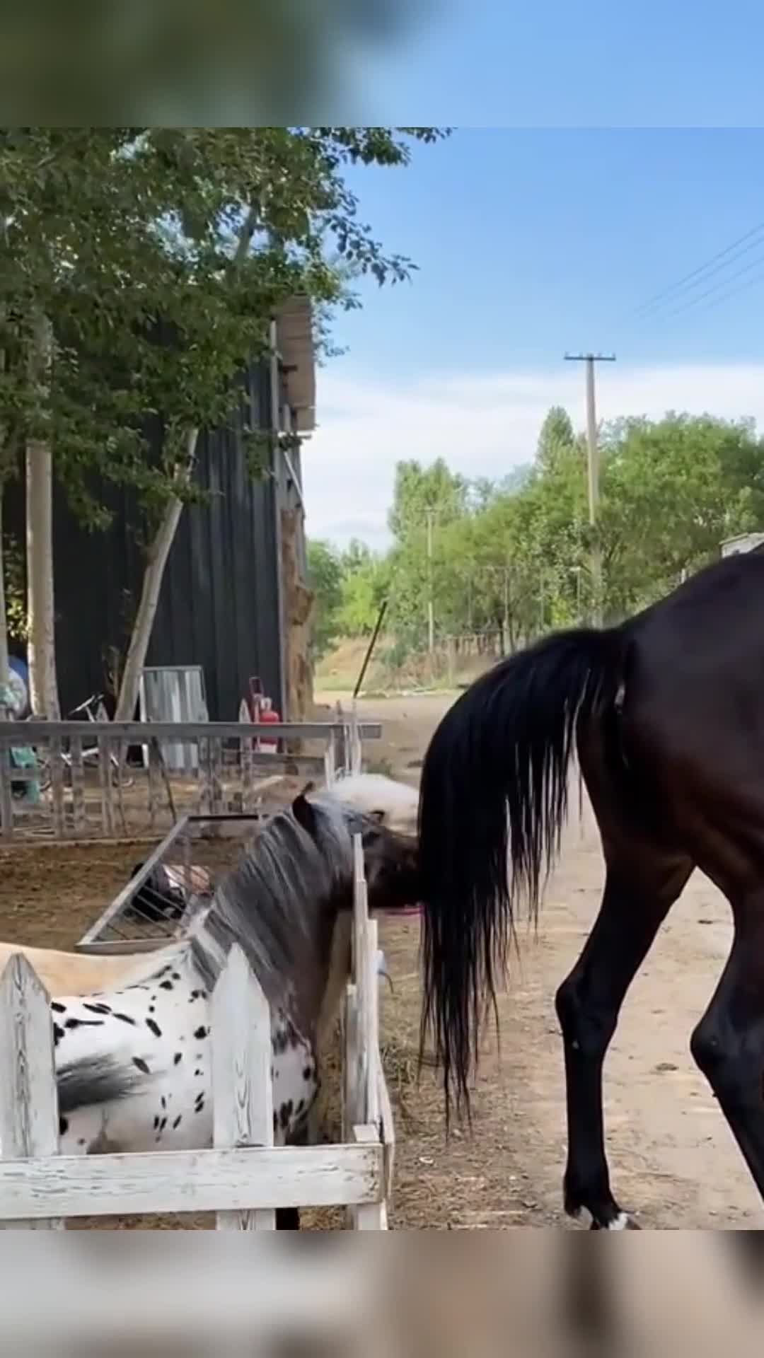 那兩匹小馬真的是太瘋狂了,連大馬都敢欺負!