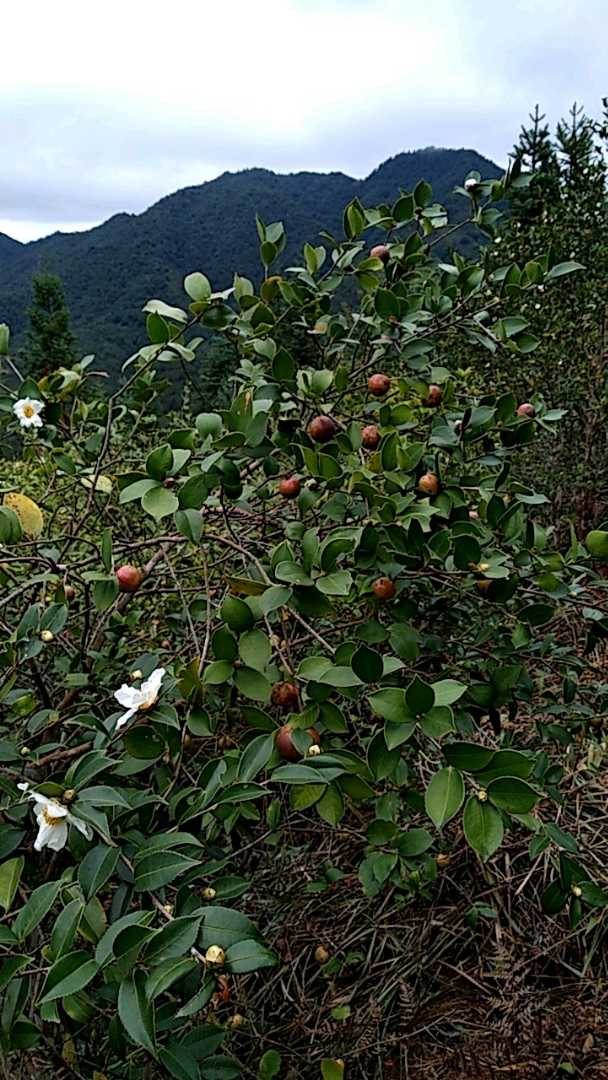 山茶子开始采摘,是很好食用油