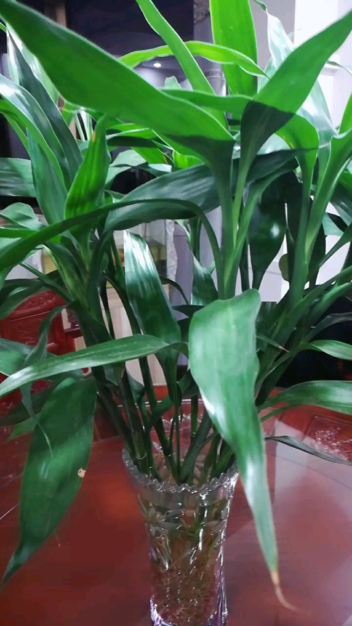 好漂亮的富贵竹