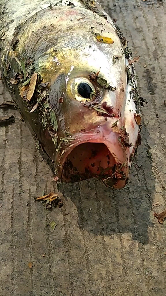 路上发现一条鱼!看着特别可怜!我还是拿家.