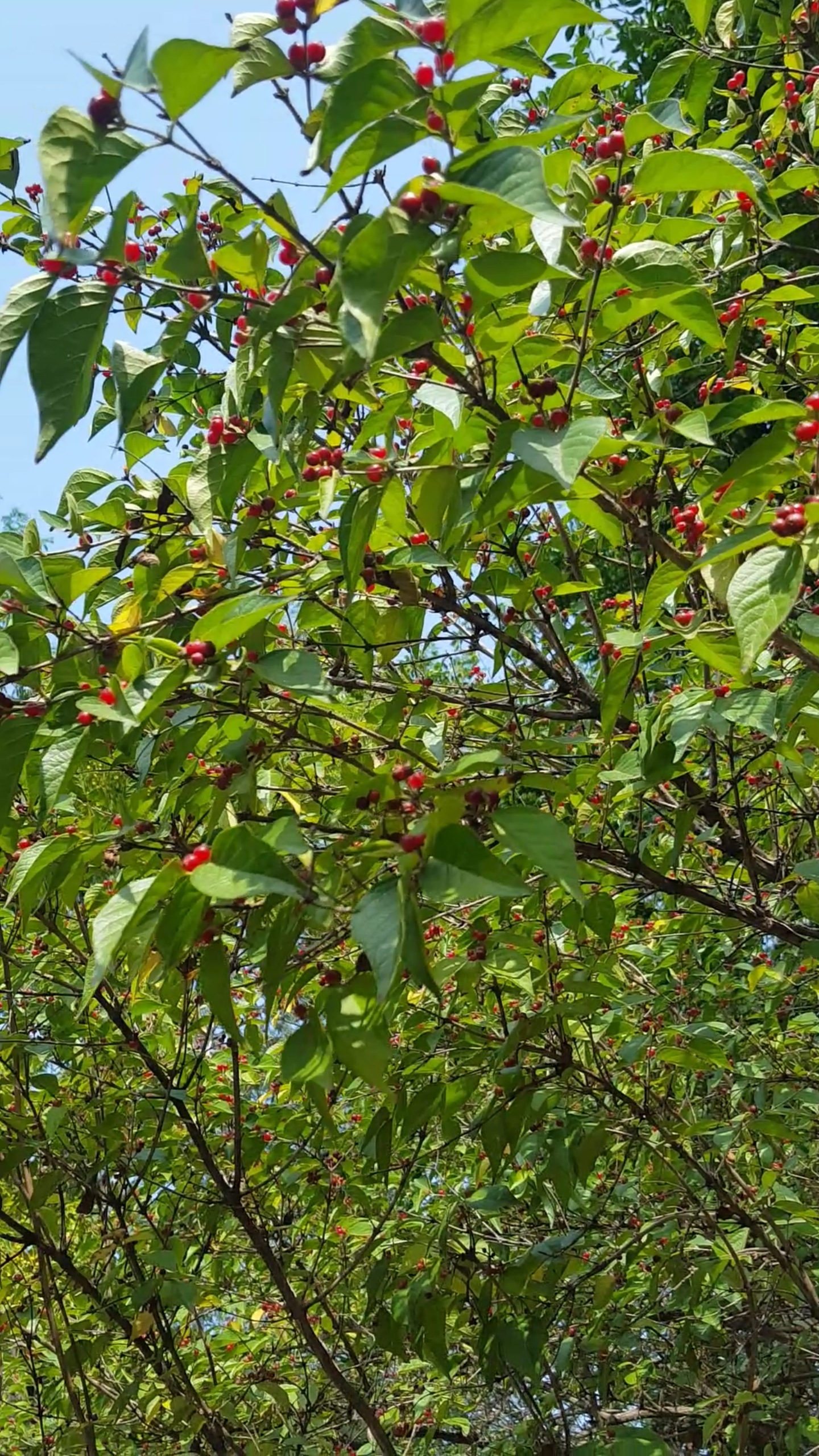 秀出我的家乡味#一大片珍珠果子树,这景色太漂亮了!