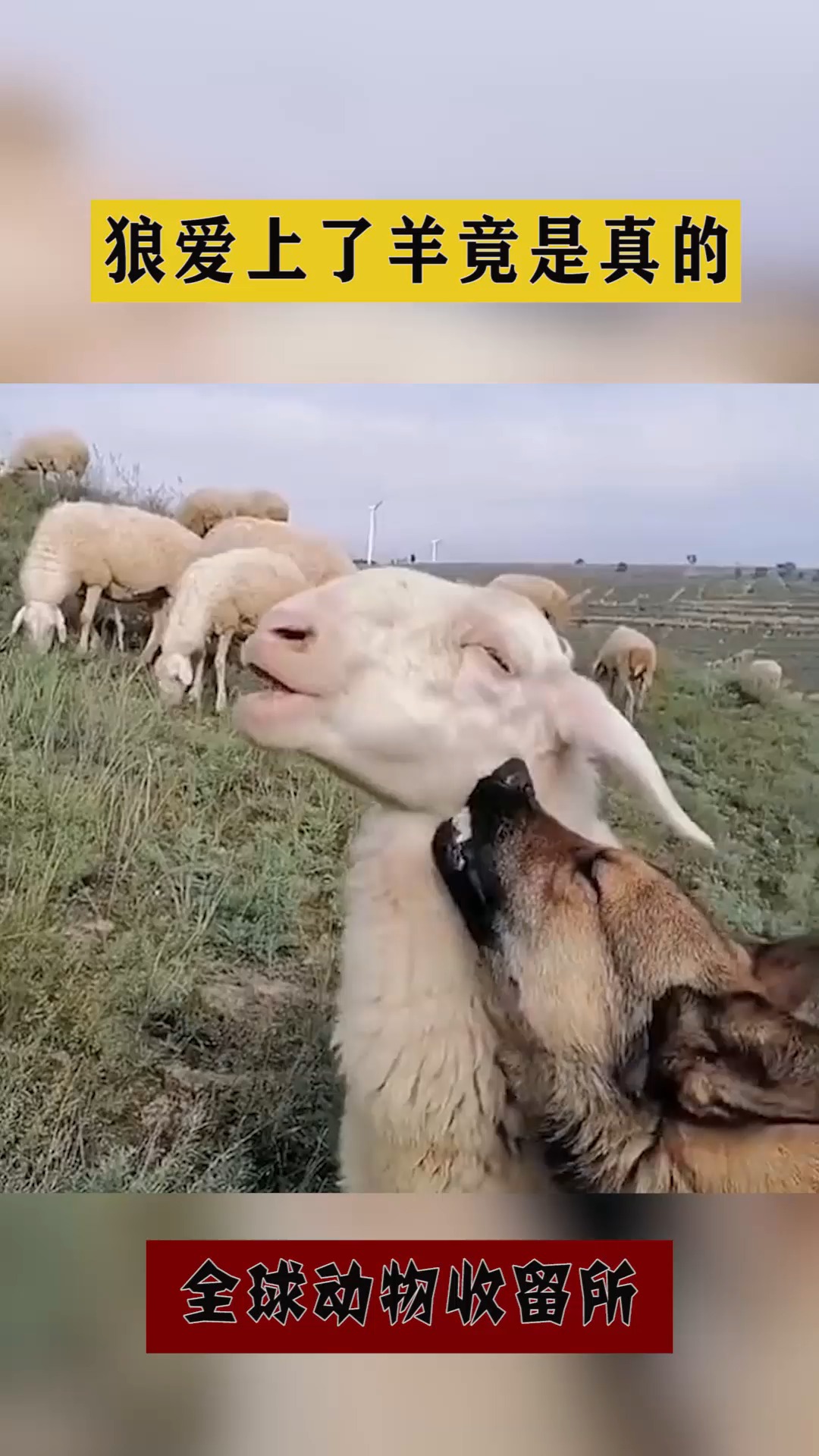 搞笑萌宠狼爱上了羊羊是真的好幸福