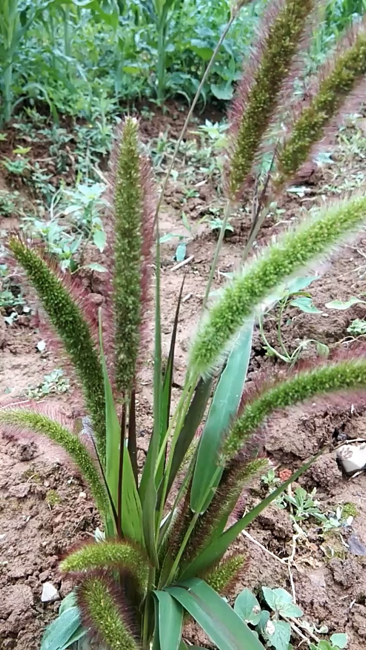 狗尾巴草又叫光明草