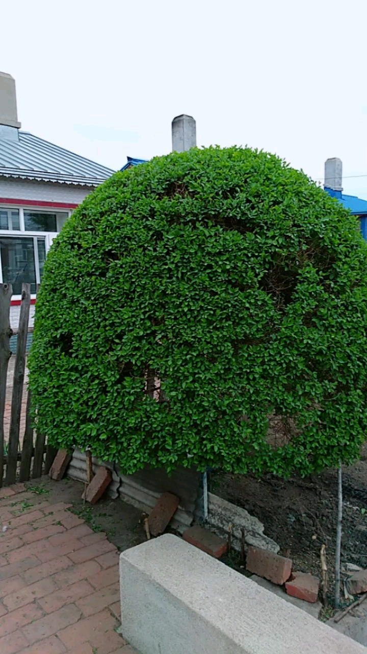 看看这榆树的形状