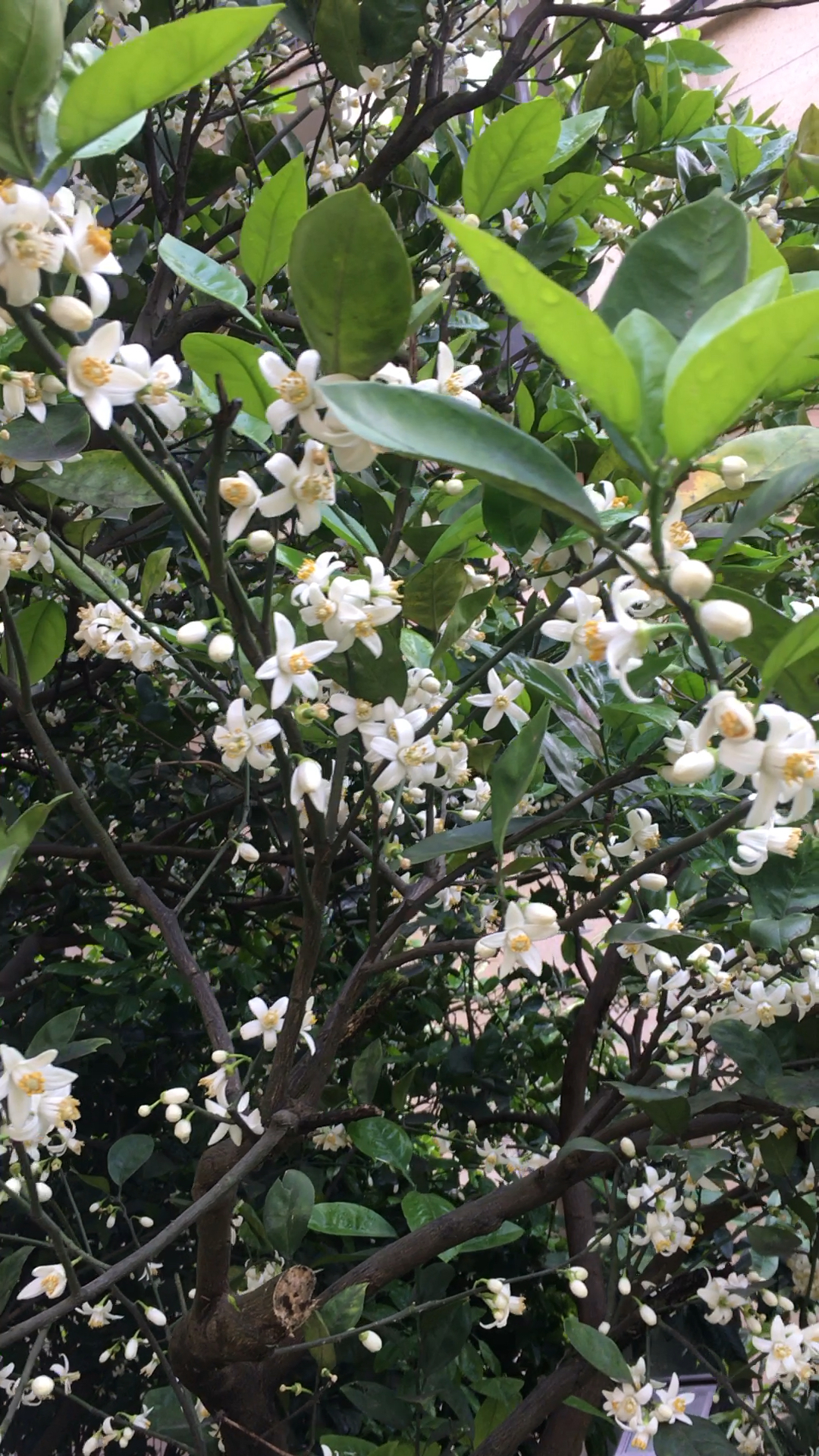 温州特有的瓯柑的花