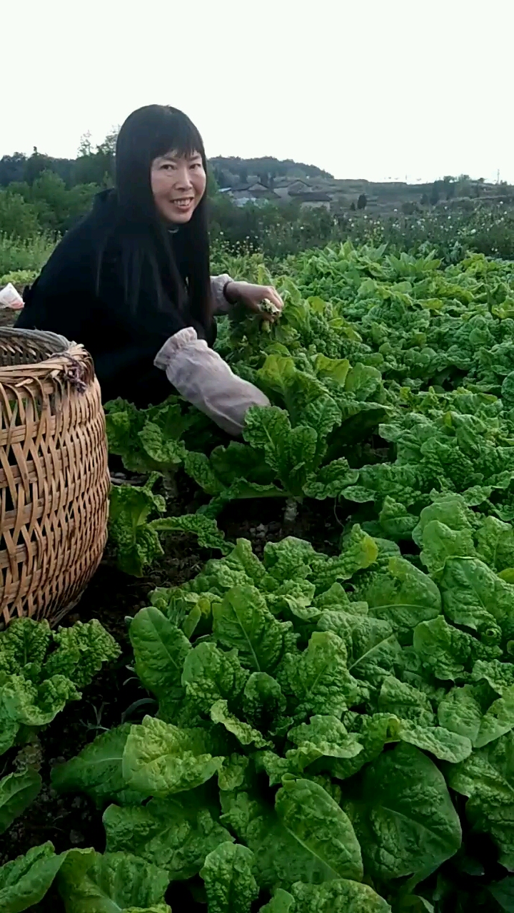 窝麻菜长大了,是绿色健康蔬菜,多摘些去喂鱼,鱼吃了长得快