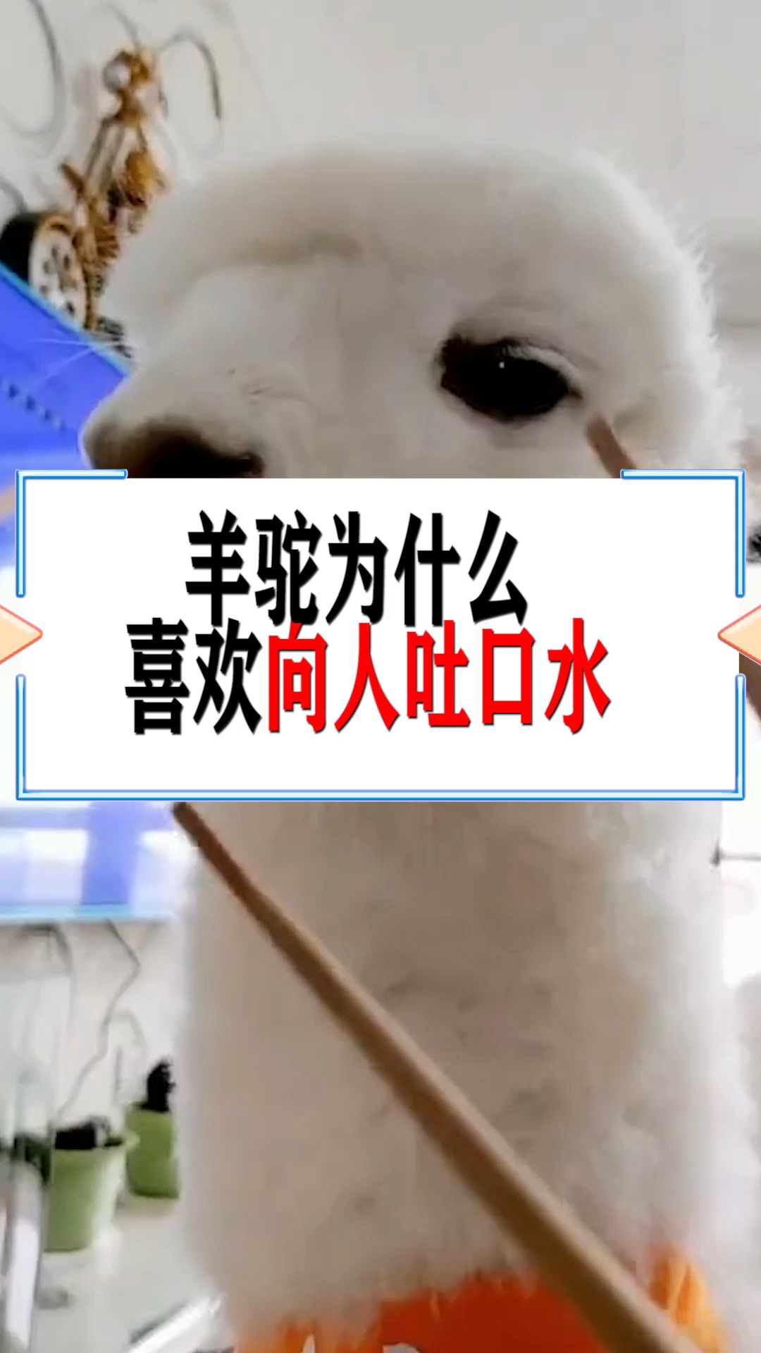 奇闻趣事抢先看#羊驼为什么喜欢向别人吐口水,看完原因,网友:太搞笑