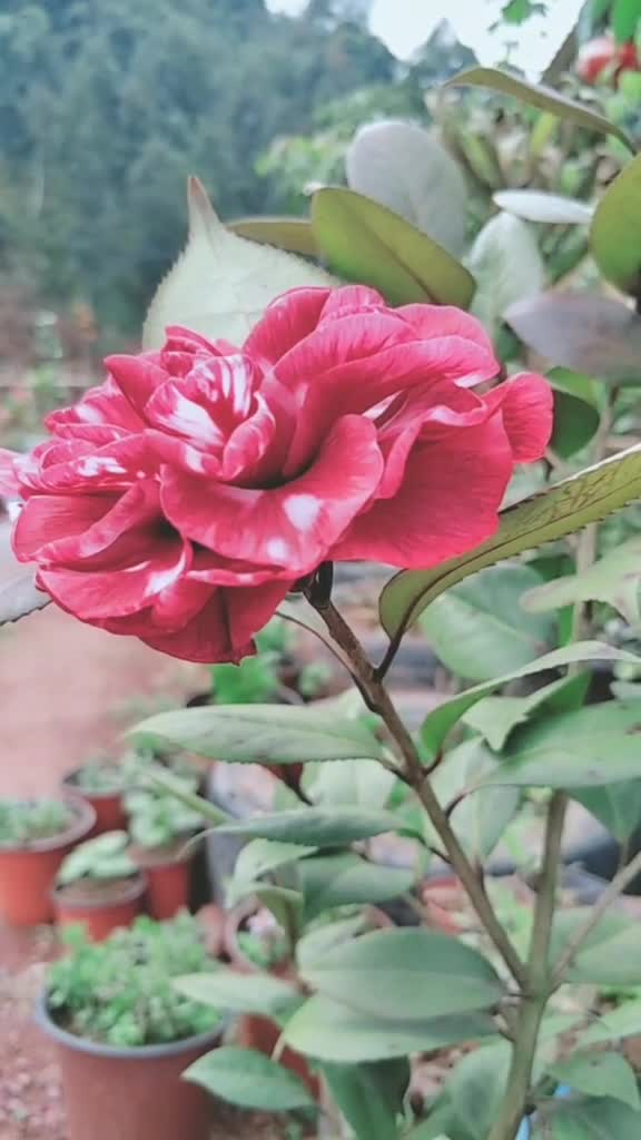 茶花红叶贝拉又开花了