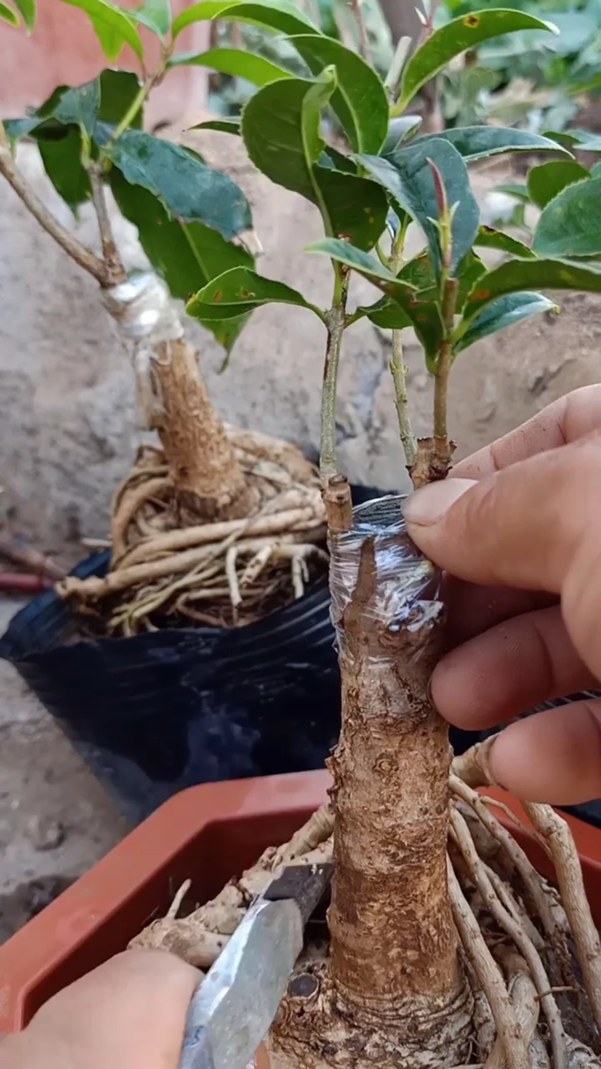 黄荆老桩嫁接桂花方法图片