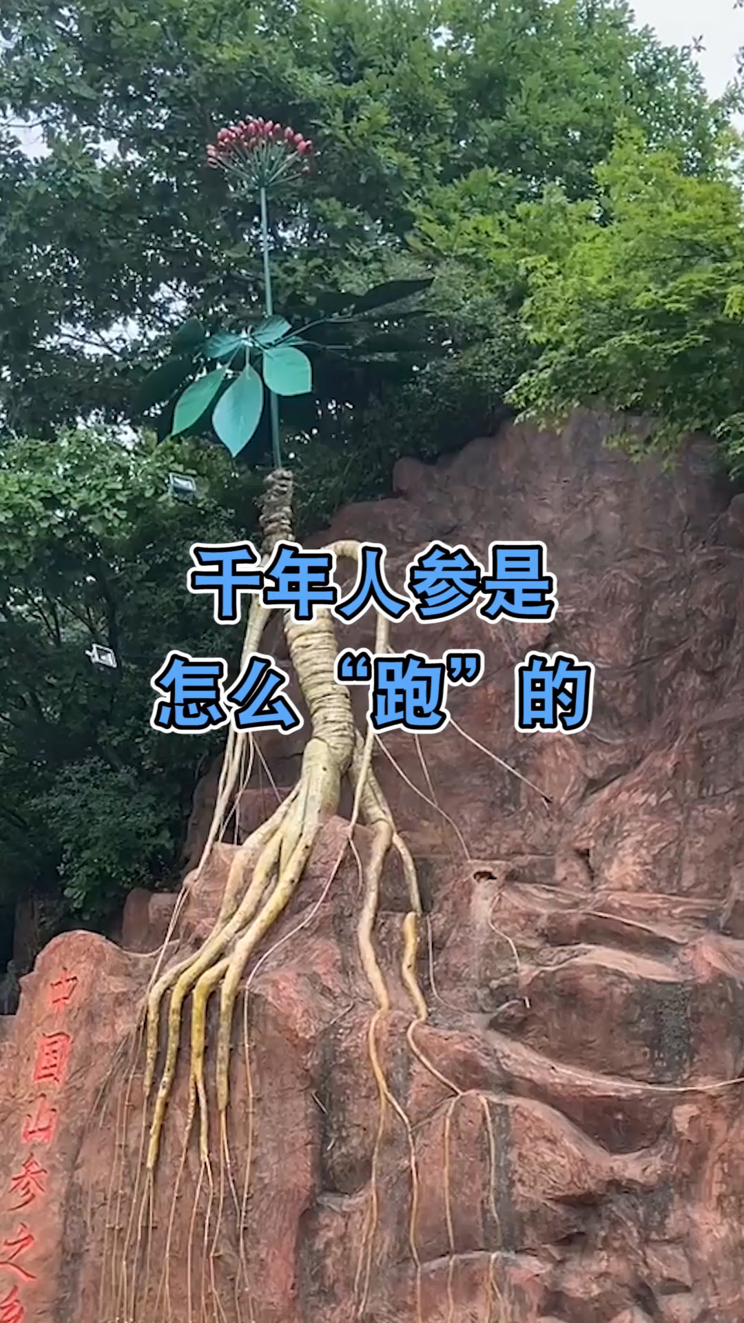 奇闻趣事抢先看#千年人参是怎么"跑"的,看到眼前这一幕,真是厉害